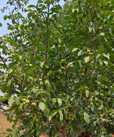 家里阳光不足怎么养花，选对植物种类，掌握养护技巧