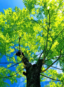 家里阳光不足怎么养花，选对植物种类，掌握养护技巧