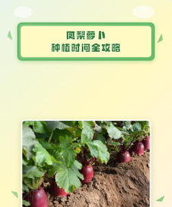 家里阳光不足怎么养花，选对植物种类，掌握养护技巧