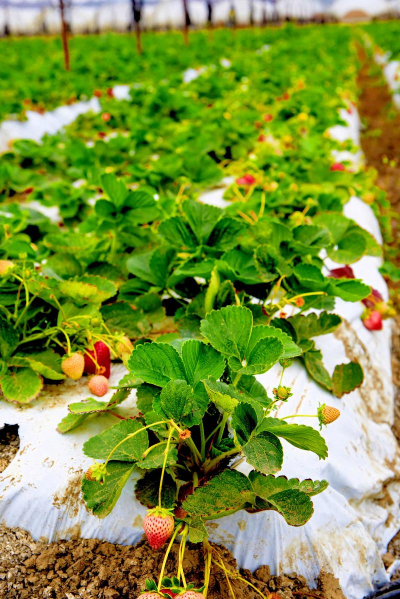 家里阳光不足怎么养花，选对植物种类，掌握养护技巧