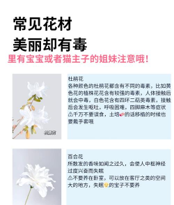 家里阳光不足怎么养花，选对植物种类，掌握养护技巧