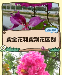 紫金花和紫荆花区别