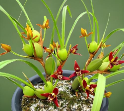 家里阳光不足怎么养花，选对植物种类，掌握养护技巧