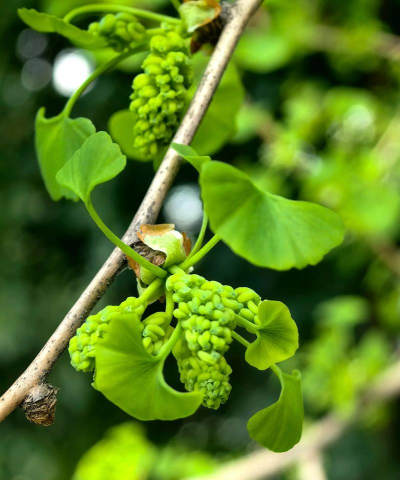 家里阳光不足怎么养花，选对植物种类，掌握养护技巧
