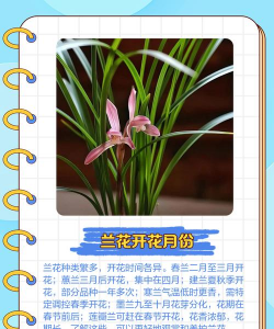 家里阳光不足怎么养花，选对植物种类，掌握养护技巧