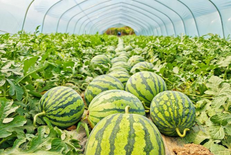 家里阳光不足怎么养花，选对植物种类，掌握养护技巧