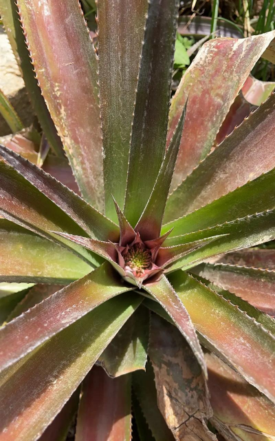 家里阳光不足怎么养花，选对植物种类，掌握养护技巧