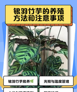 家里阳光不足怎么养花，选对植物种类，掌握养护技巧