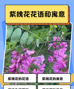 紫槐花的寓意