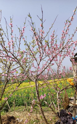 家里阳光不足怎么养花，选对植物种类，掌握养护技巧