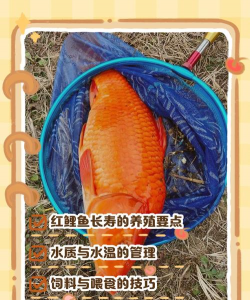 家里阳光不足怎么养花，选对植物种类，掌握养护技巧