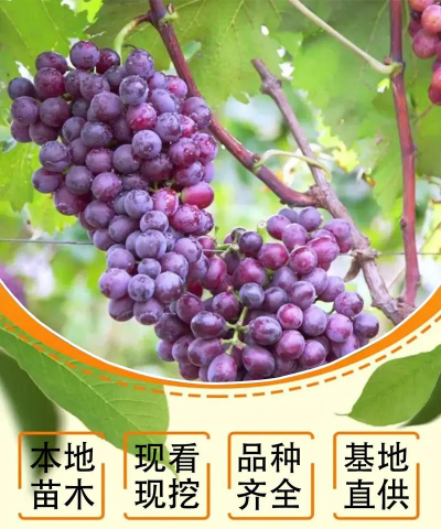 家里阳光不足怎么养花，选对植物种类，掌握养护技巧