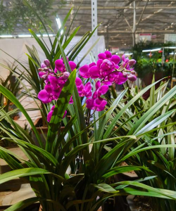 家里阳光不足怎么养花，选对植物种类，掌握养护技巧