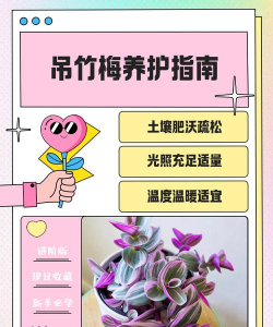 家里阳光不足怎么养花，选对植物种类，掌握养护技巧