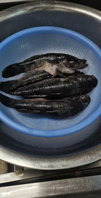 家里阳光不足怎么养花，选对植物种类，掌握养护技巧