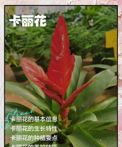 家里阳光不足怎么养花，选对植物种类，掌握养护技巧
