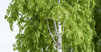 家里阳光不足怎么养花，选对植物种类，掌握养护技巧