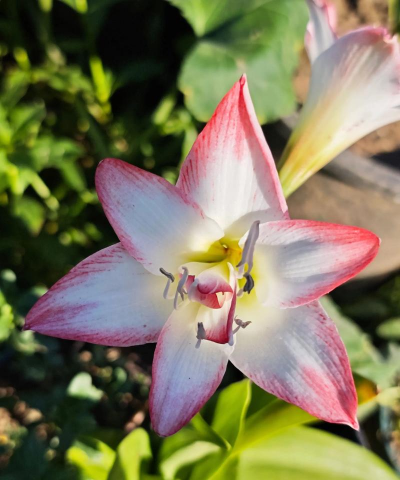 夏花是什么意思 夏花是什么意思