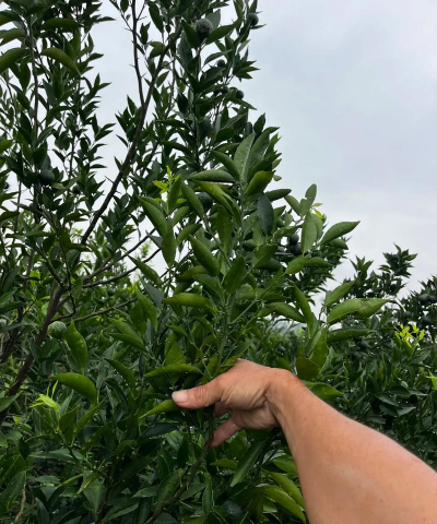 橘子树有刺吗 橘子树有刺吗