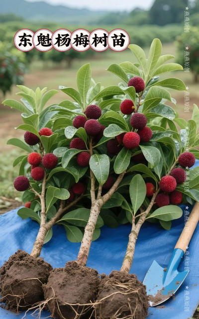 家里阳光不足怎么养花，选对植物种类，掌握养护技巧