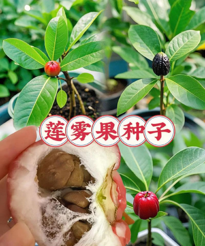 金刚种子怎么种植 金刚种子怎么种植