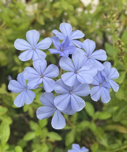 家里阳光不足怎么养花，选对植物种类，掌握养护技巧