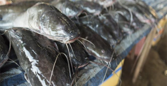 家里阳光不足怎么养花，选对植物种类，掌握养护技巧