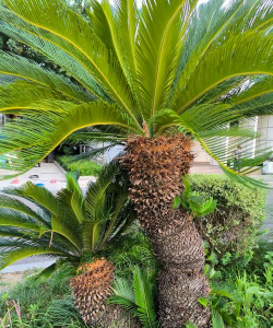 家里阳光不足怎么养花，选对植物种类，掌握养护技巧