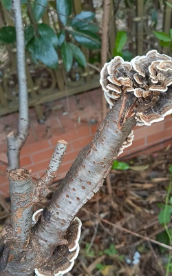 家里阳光不足怎么养花，选对植物种类，掌握养护技巧