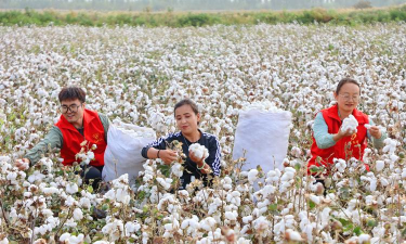 家里阳光不足怎么养花，选对植物种类，掌握养护技巧