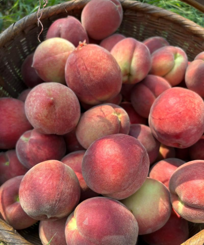 家里阳光不足怎么养花，选对植物种类，掌握养护技巧