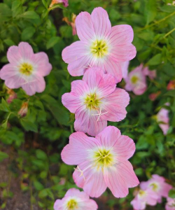 家里阳光不足怎么养花，选对植物种类，掌握养护技巧