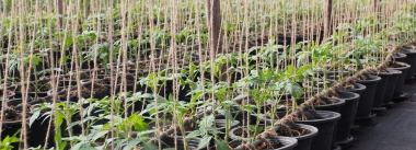 小众送妈妈的花有哪些花