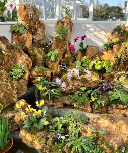 家里阳光不足怎么养花，选对植物种类，掌握养护技巧