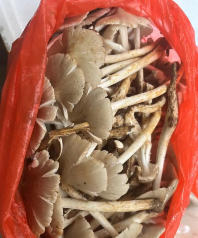 家里阳光不足怎么养花，选对植物种类，掌握养护技巧