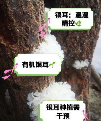 家里阳光不足怎么养花，选对植物种类，掌握养护技巧