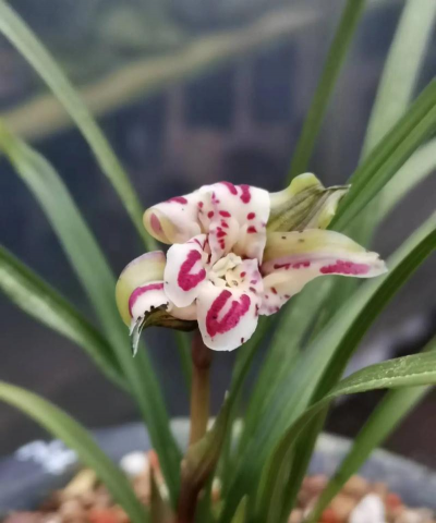 家里阳光不足怎么养花，选对植物种类，掌握养护技巧