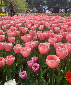 家里阳光不足怎么养花，选对植物种类，掌握养护技巧