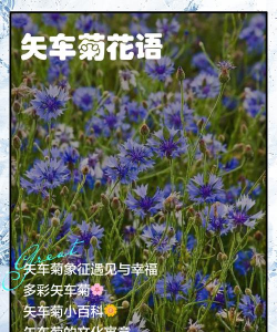家里阳光不足怎么养花，选对植物种类，掌握养护技巧