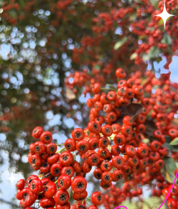 红果树是什么果树 红果树是什么果树