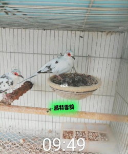 雪鸽养殖方法和注意事项 雪鸽养殖方法和注意事项