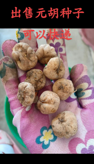 家里阳光不足怎么养花，选对植物种类，掌握养护技巧