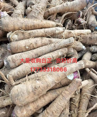 家里阳光不足怎么养花，选对植物种类，掌握养护技巧