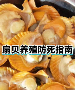 家里阳光不足怎么养花，选对植物种类，掌握养护技巧