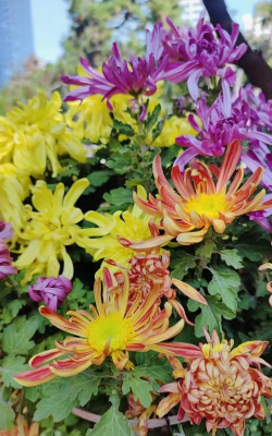 家里阳光不足怎么养花，选对植物种类，掌握养护技巧