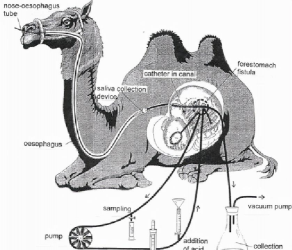 家里阳光不足怎么养花，选对植物种类，掌握养护技巧