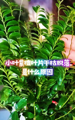 家里阳光不足怎么养花，选对植物种类，掌握养护技巧