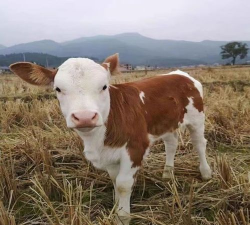 家里阳光不足怎么养花，选对植物种类，掌握养护技巧