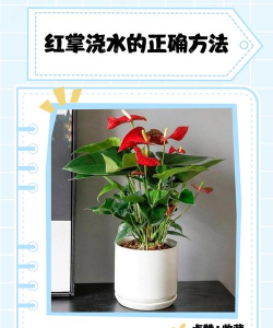 家里阳光不足怎么养花，选对植物种类，掌握养护技巧