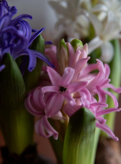 家里阳光不足怎么养花，选对植物种类，掌握养护技巧